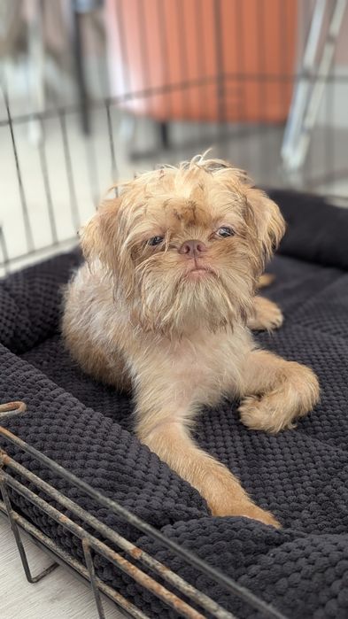 Брюссельский гриффон мальчик блондин