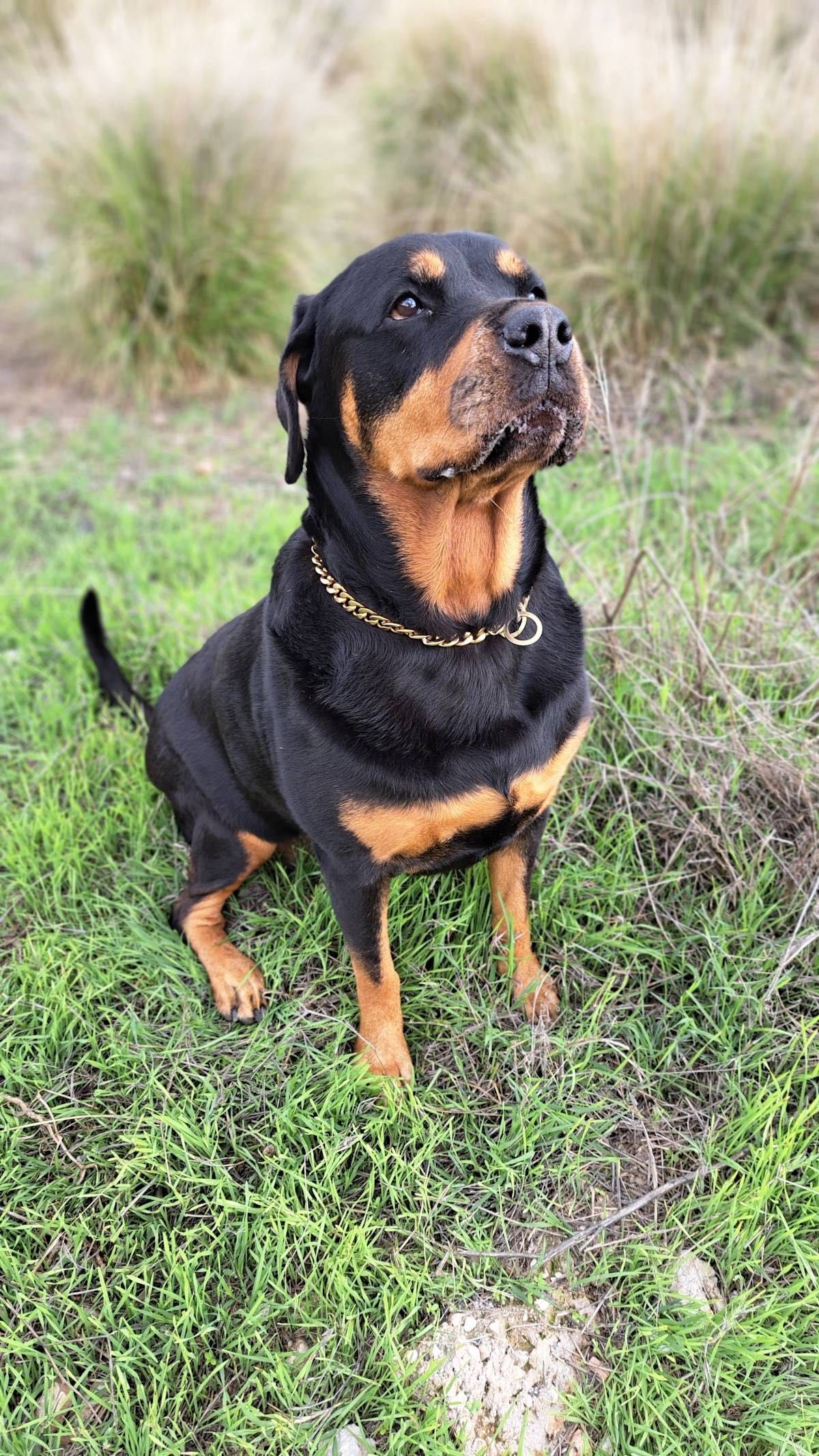Rottweiler, suczka, Rottweilerka Roxy super z dziećmi, do adopcji