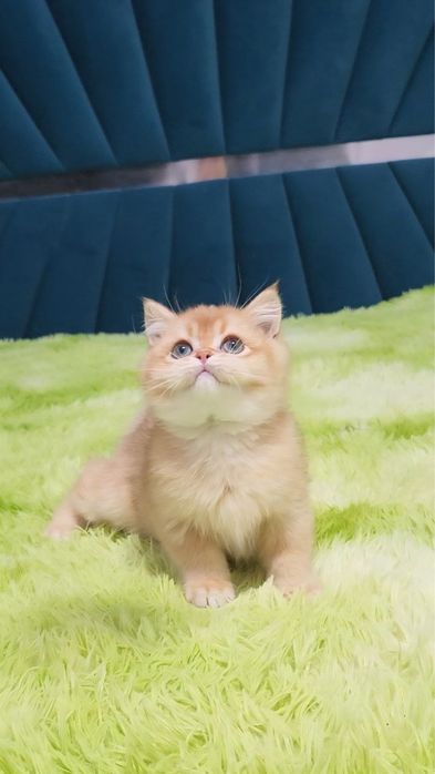 Дуже красивий британський хлопчик