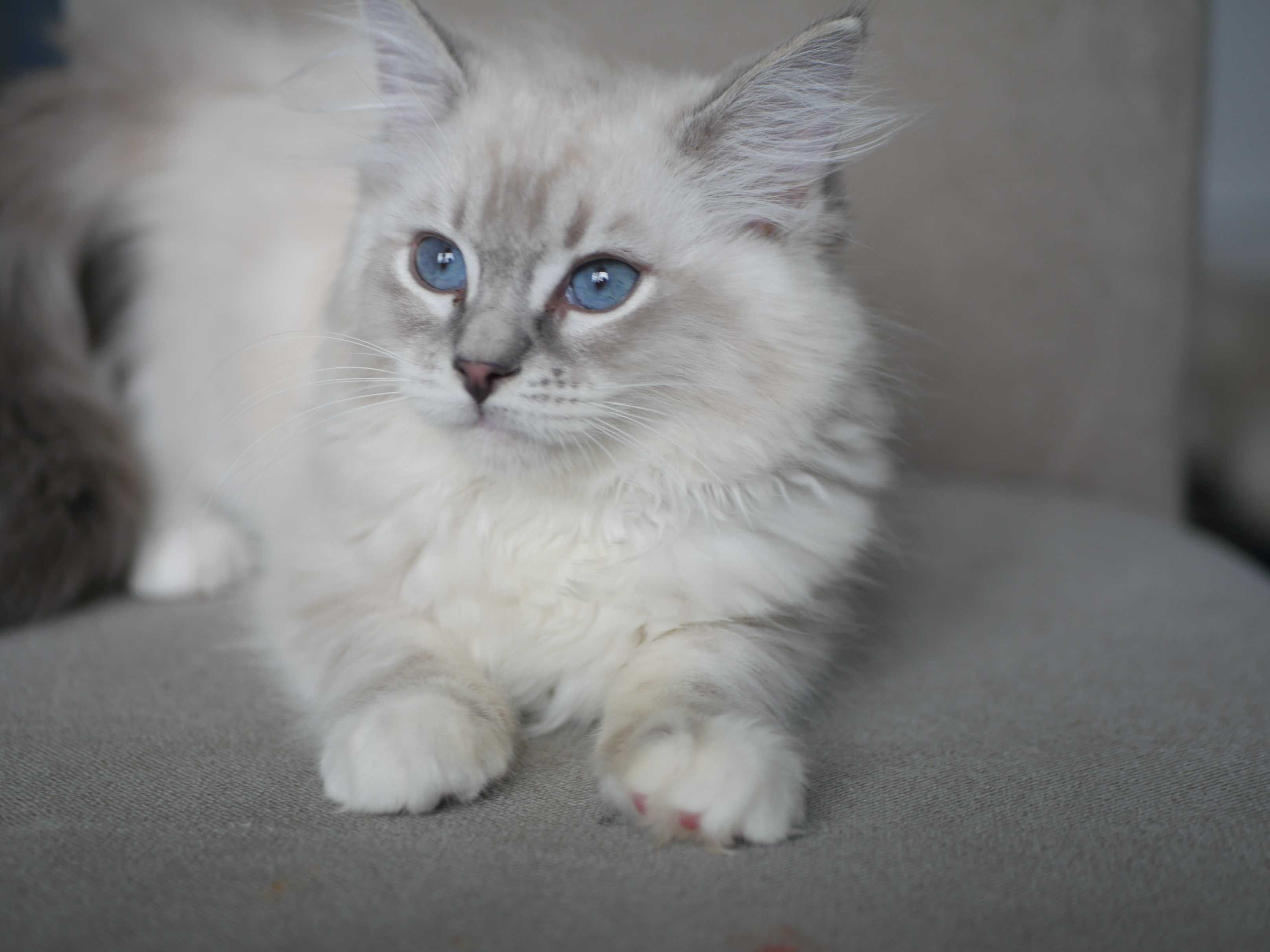 Ragdoll kotka cudowna przytulanka,rasowa, rodowodowa FPL