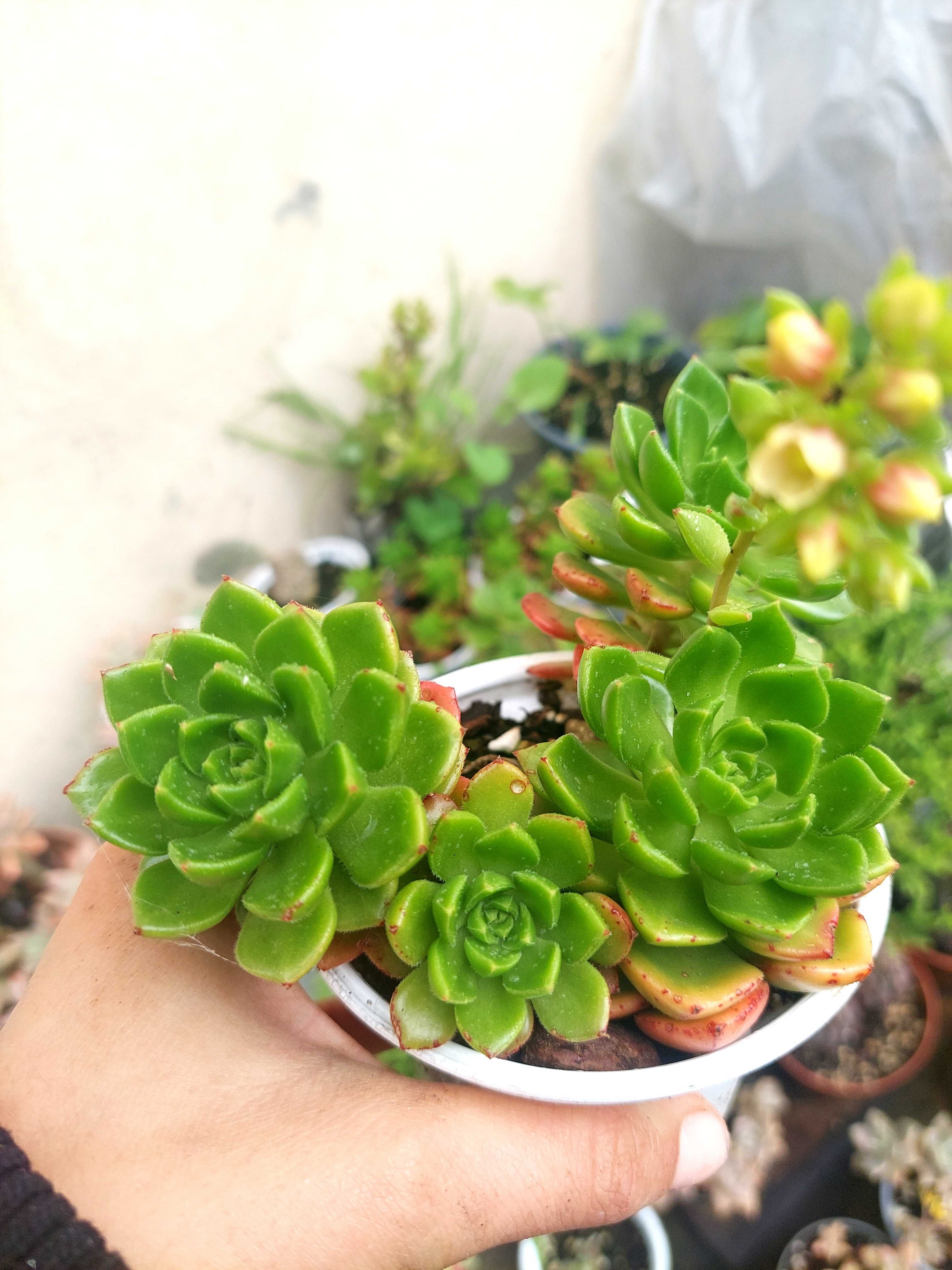 Suculenta Echeveria Letizia