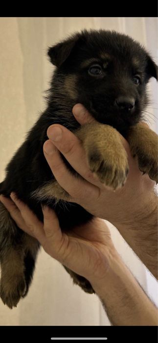 Цуценята німецької вівчарки