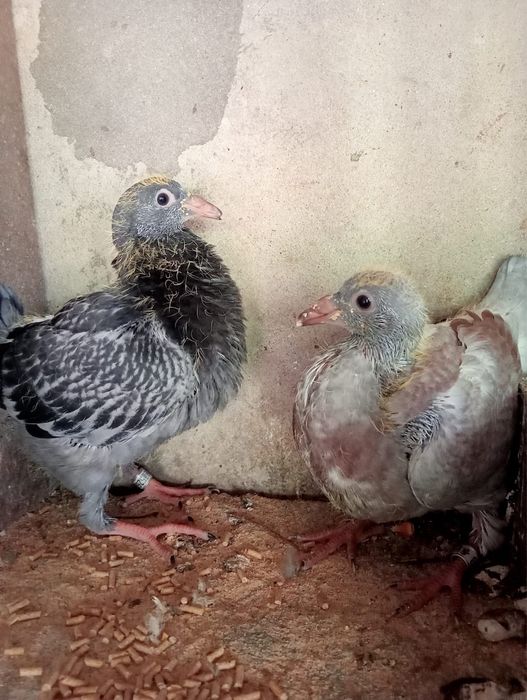 • Pombos Correios •