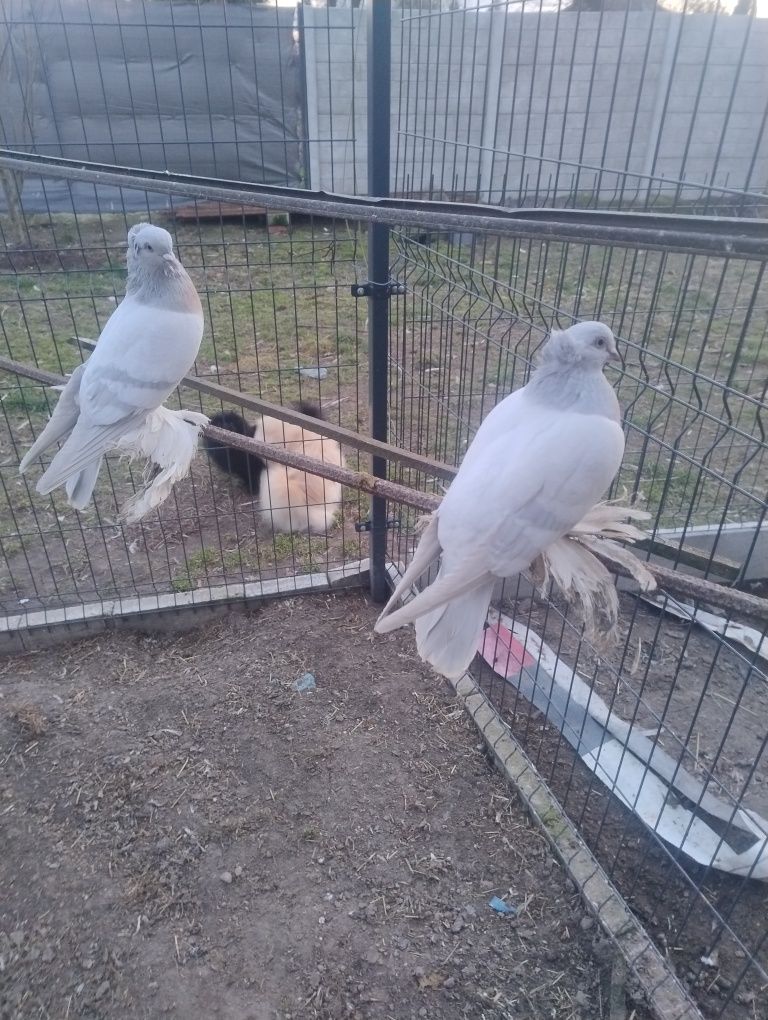 Bije kałkaskie 24-25r