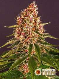nasiona marihuany wanilia Pink Kush  Barney’s Farm TANIEJ