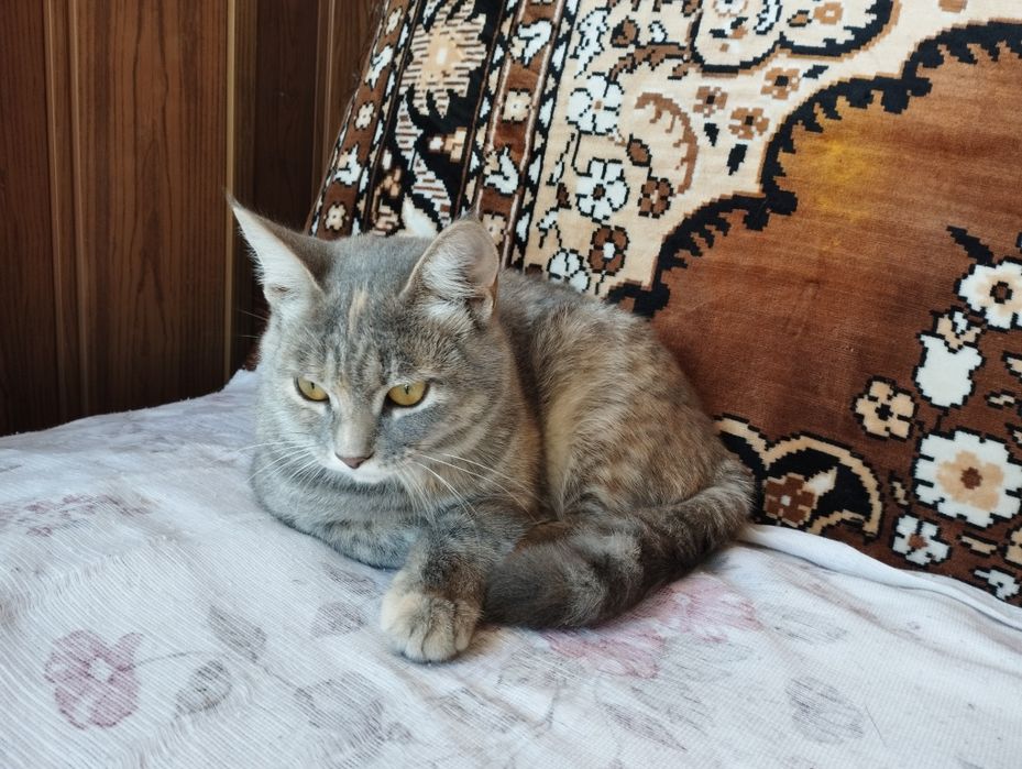 Шукають дім дві кішечки!(Дівчата)