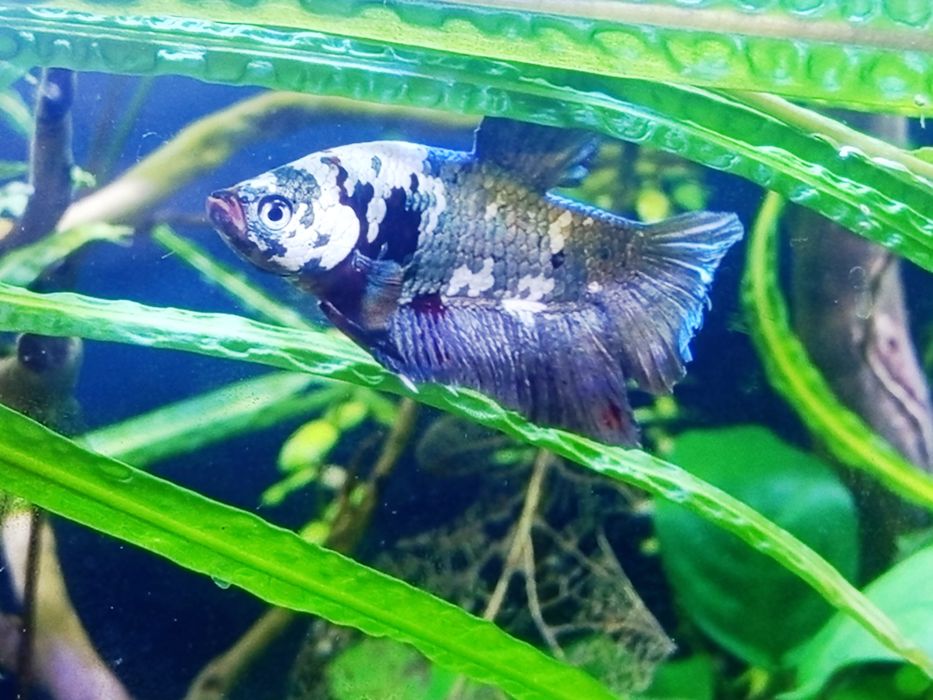 Bojownik koi marble plakat