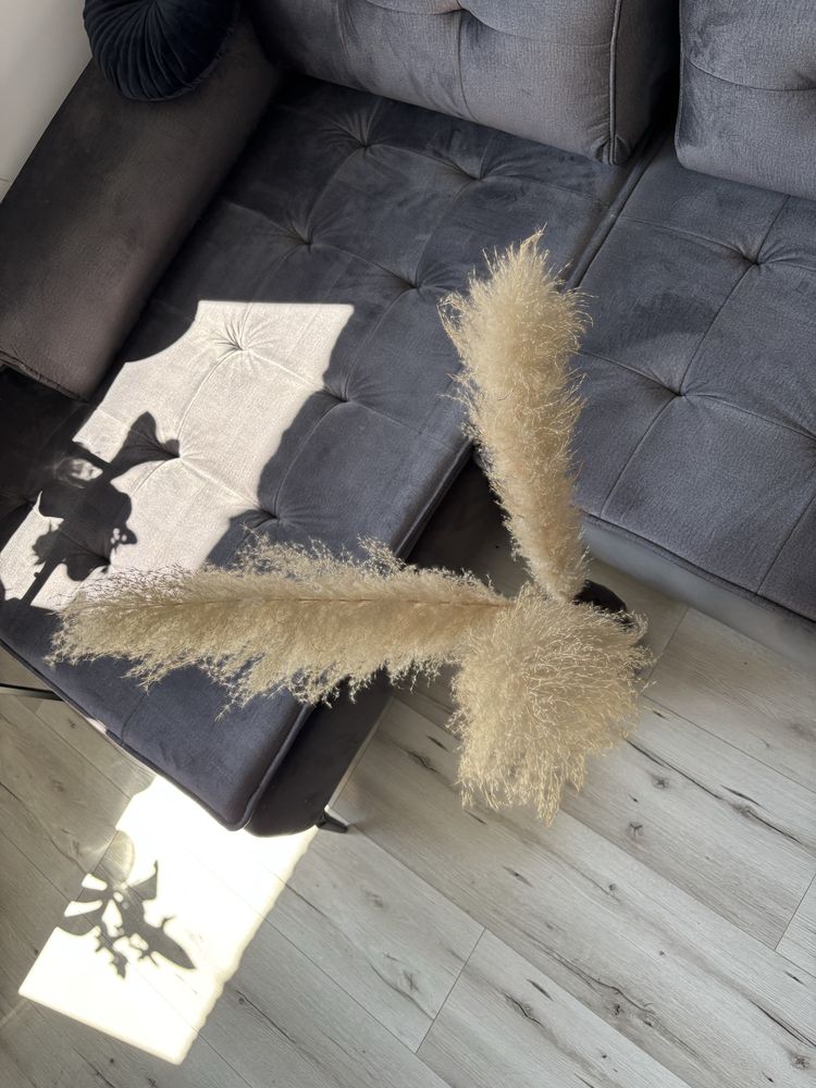 3 sztuki trawy pampasowej dluga 120-130 cm