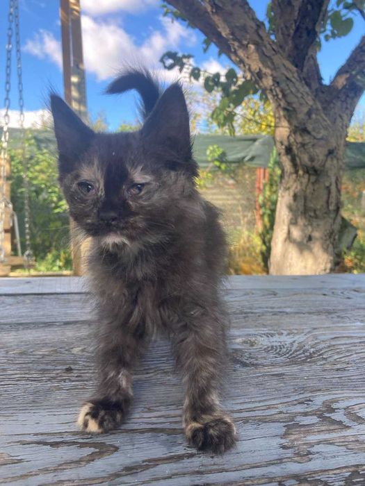 Кошеня Безкоштовно