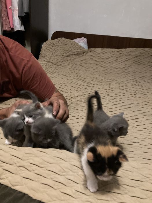 Бесптатно отдам Котят