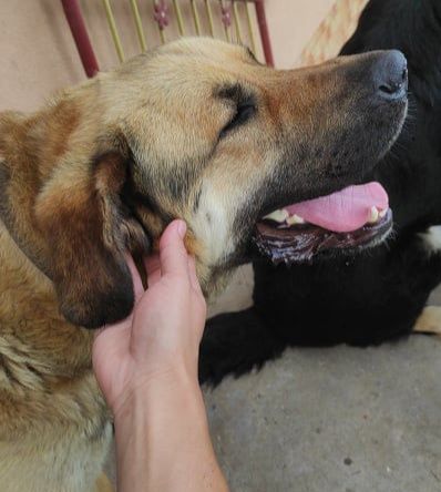 Oddam dużego psa w typie Kangal