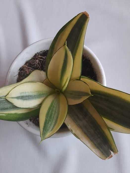 Sansevieria hahnii Solid Gold w białej ceramicznej doniczce