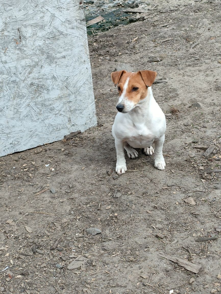 Jack Russell terrier suczka