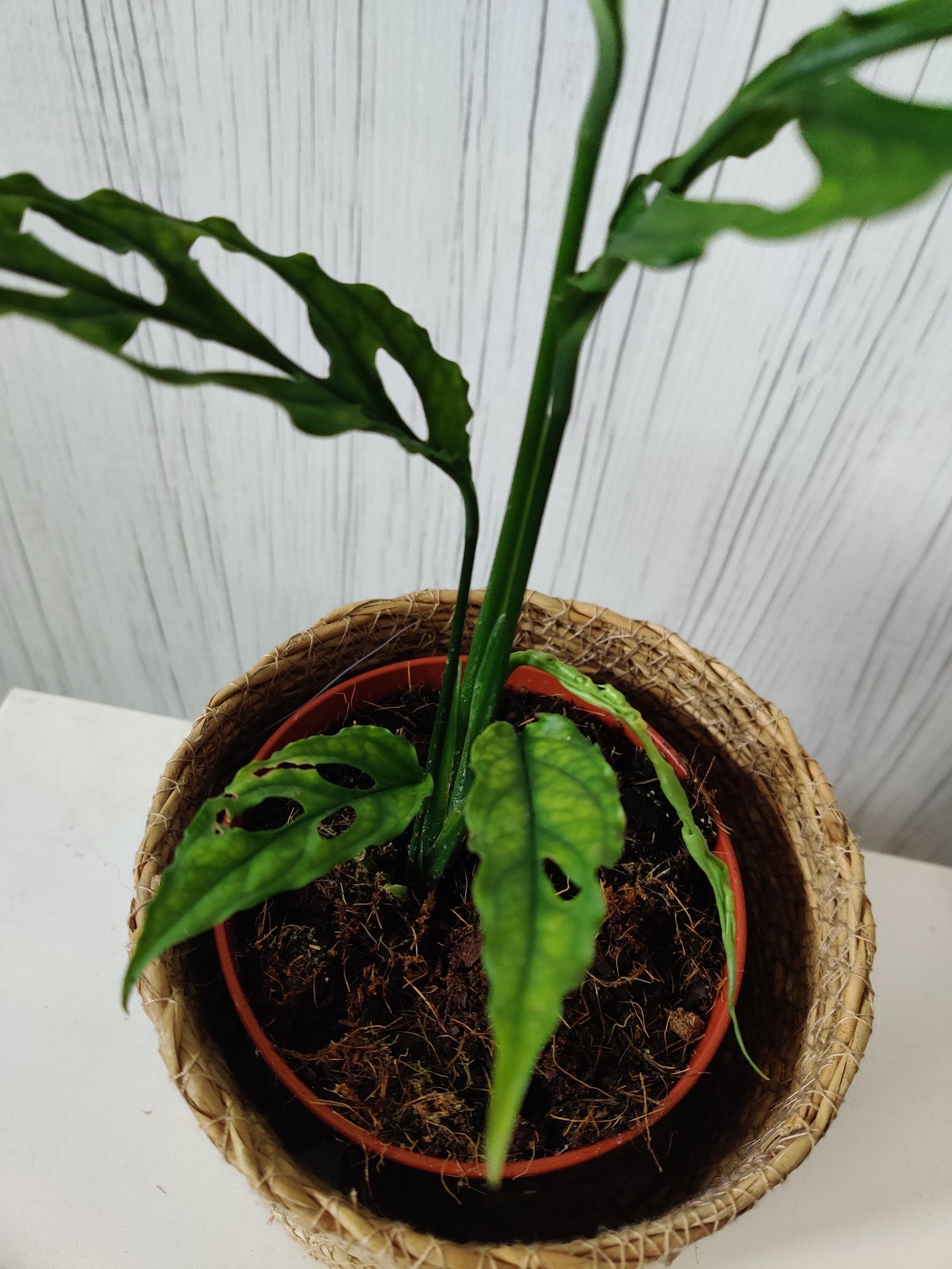 Monstera oblíqua peru