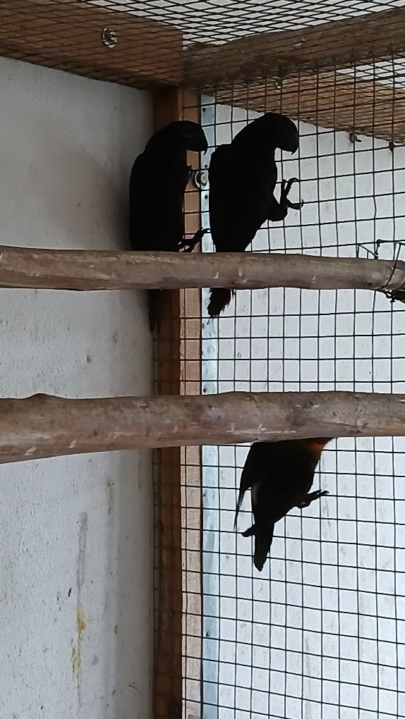 Duas fêmeas de loris Blake