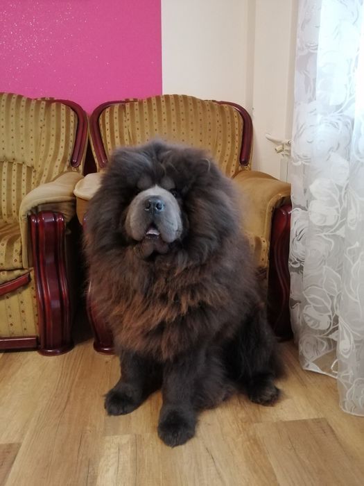 Chow Chow dorosły