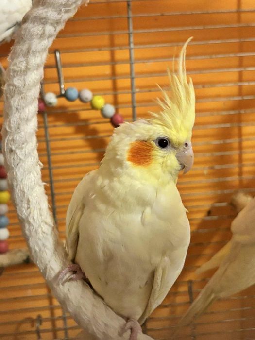 Młode oswojone papugi nimfy