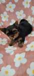 Yorkshire terrier piesek z rodowodem