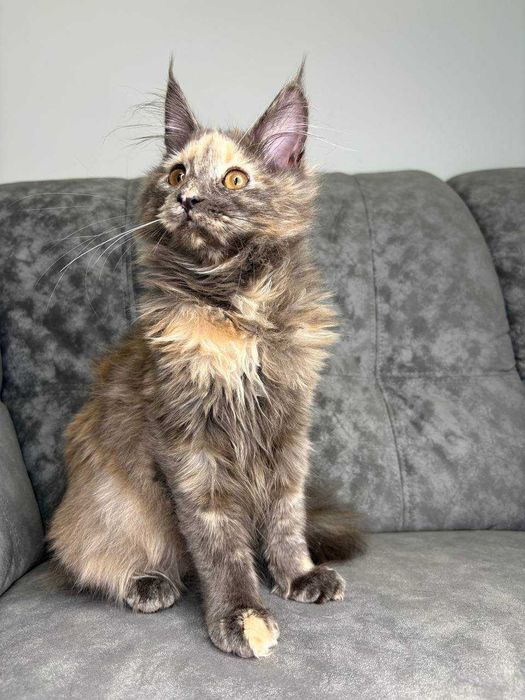 Кішечка мейн-кун зі всіма документами WCF та щепленнями Доставка