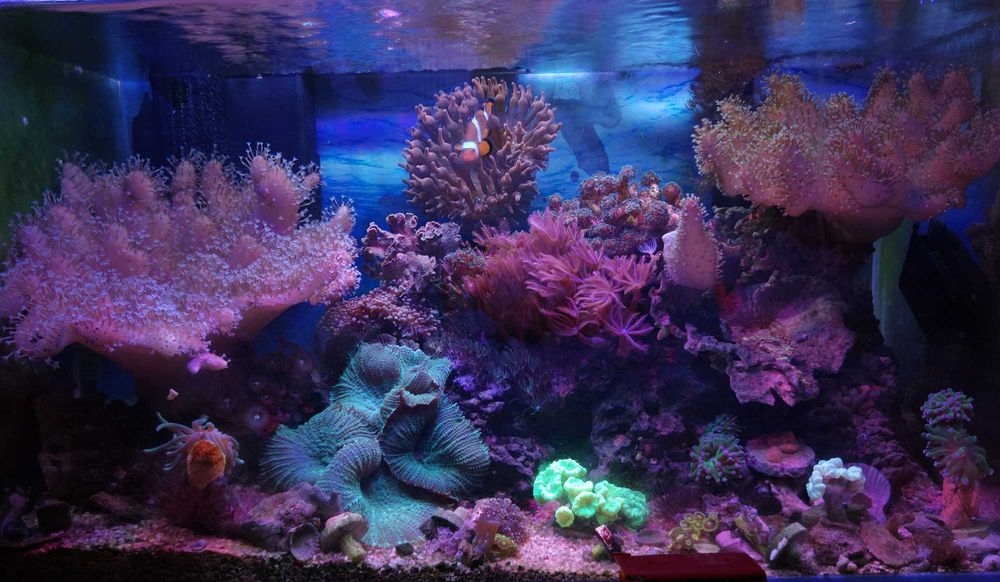 Akwarium morskie z koralowcami i uruchomieniem prezent pod choinkę