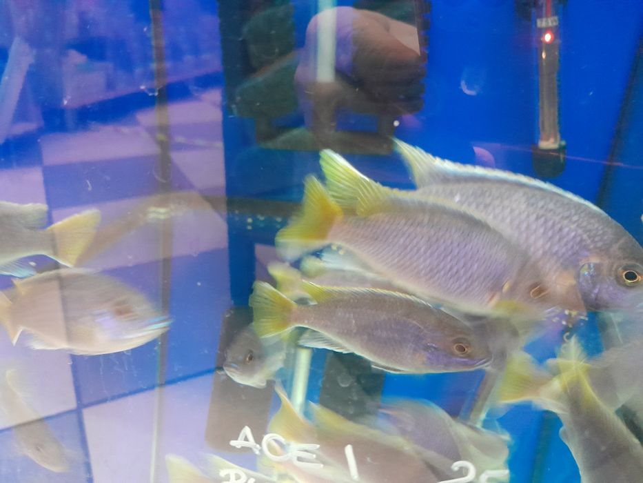 Pyszczak acei 8-10 cm