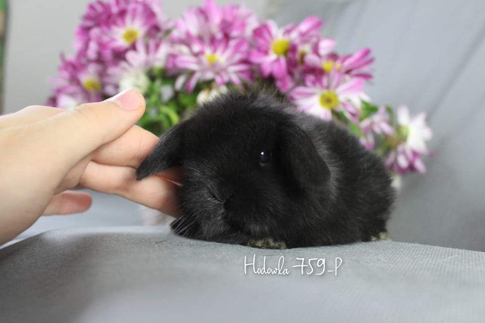 Mini lop króliki karzełek miniaturka baranek hodowla