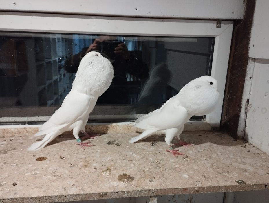 Garłacz garłacze stawak gołębie ozdobne