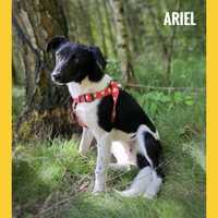 Ariel, 8 miesięcy, 12 kg, mix border, adopcje border