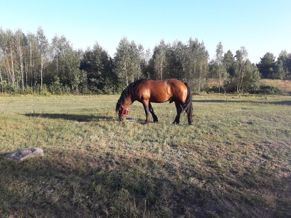 Продам лошицю 1 рік