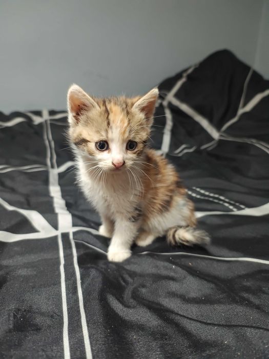 Oddam za darmo trzy małe kotki