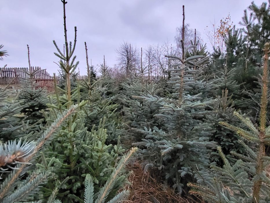 Jodła Kaukaska świerk zwykły  i srebrny maly