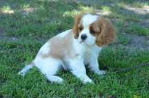 Cavalier King Charles Spaniel suczka rodowódZKWP/FCI blenheim/tricolor