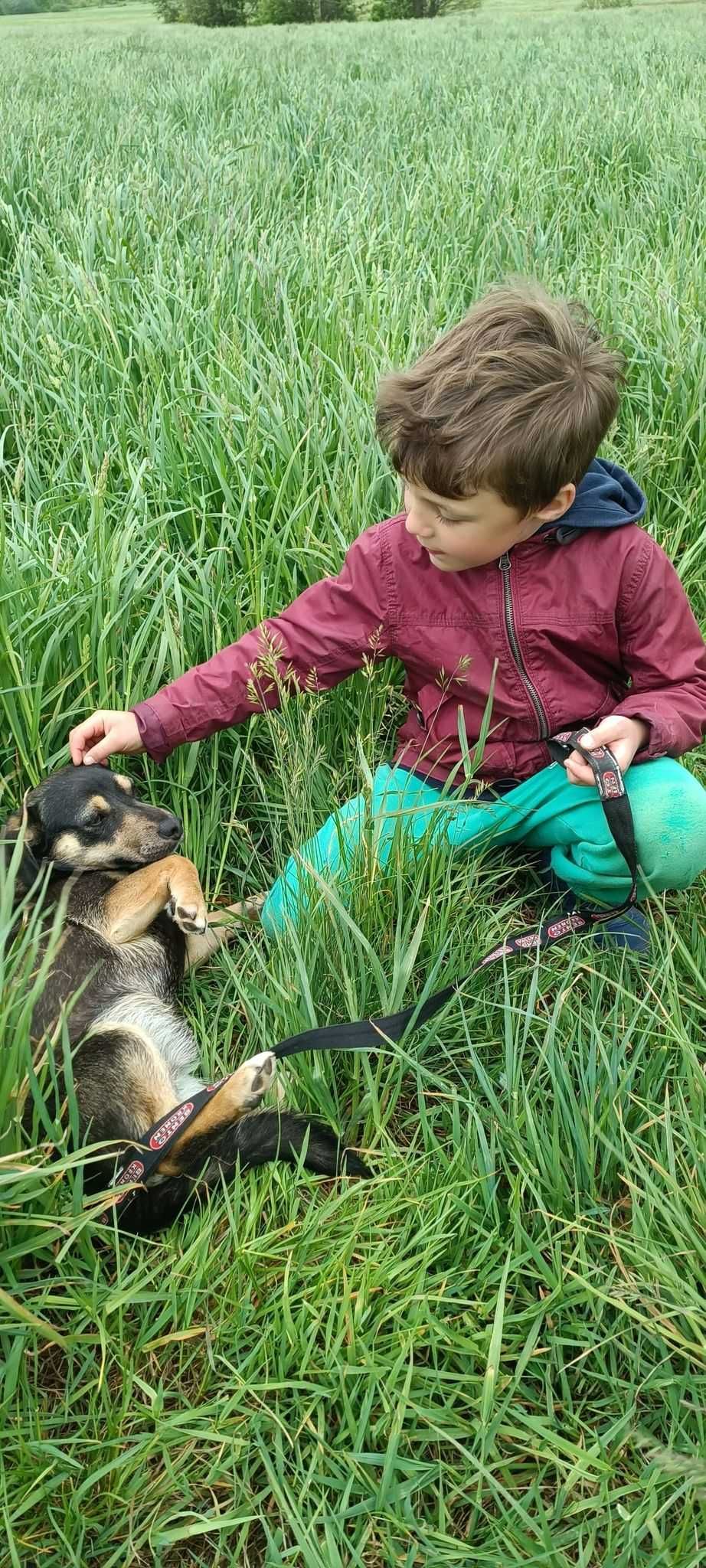 Małe psiaki szukają domu choćby tymczasowego