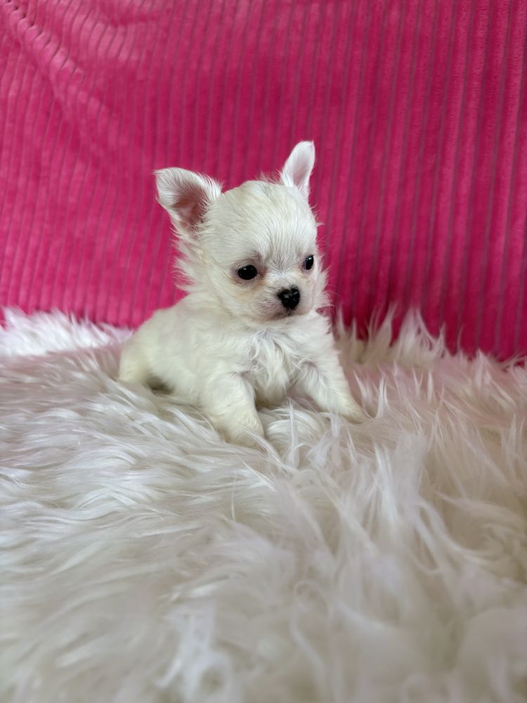 Chihuahua śnieżnobiała  mini sunia Jessy