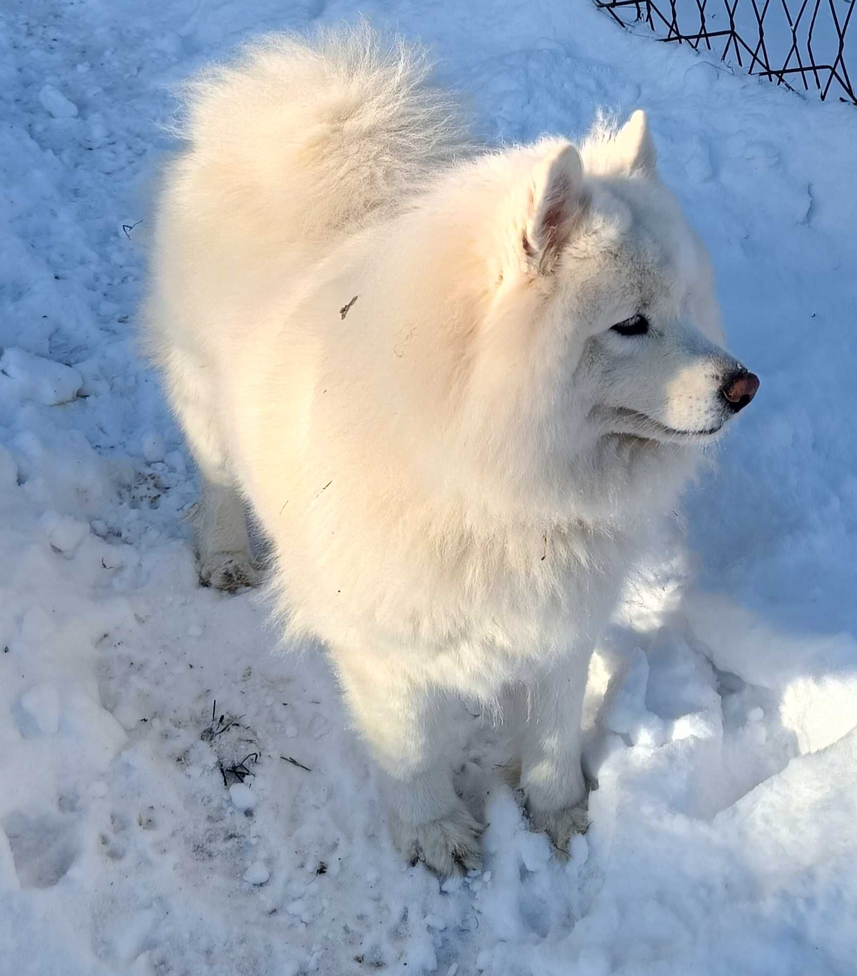 Samoyed FCI z prawdziwego związku ZKwP oddział Będzin szuka domu :)