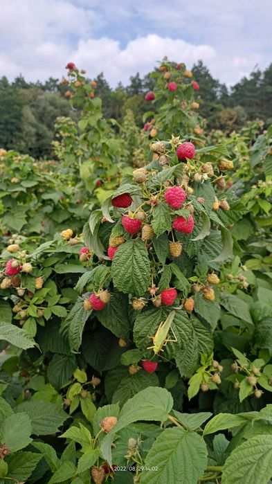 Саджанці малини Брусвяна