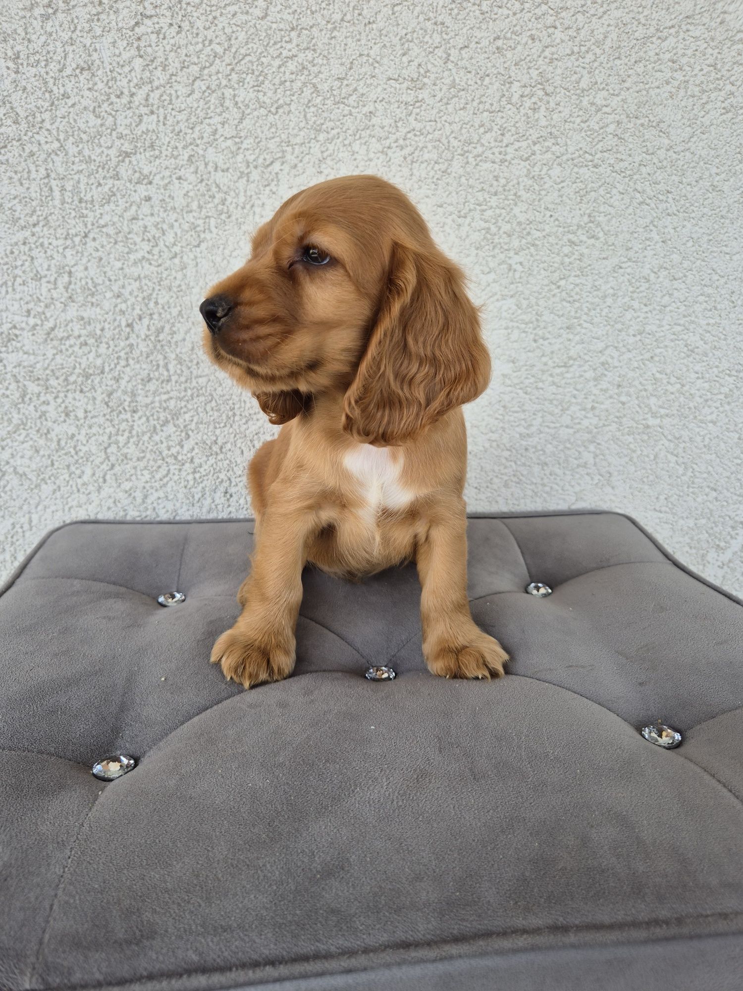 Cocker spaniel piesek