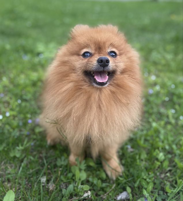 Померанський шпіц вʼязка