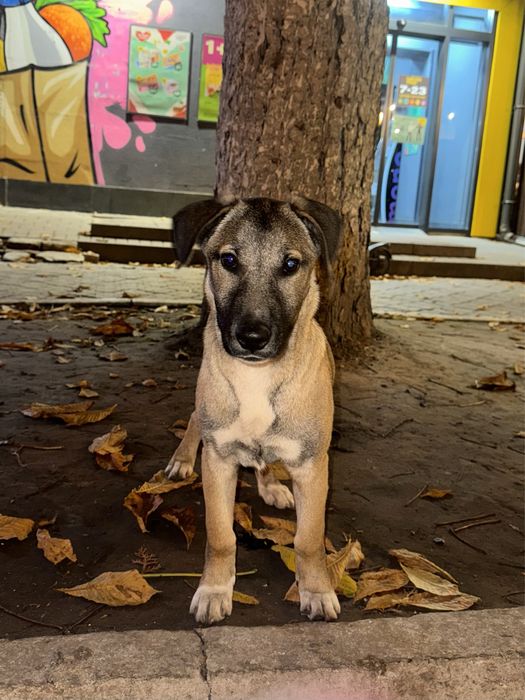 Хороша собачка, 3-4 місяці