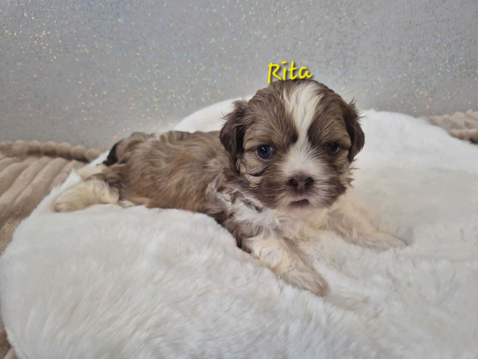 Shih tzu Rita dziewczynka