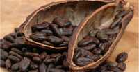 Какао-Бобы з Бразілії ОПТ від тонни
