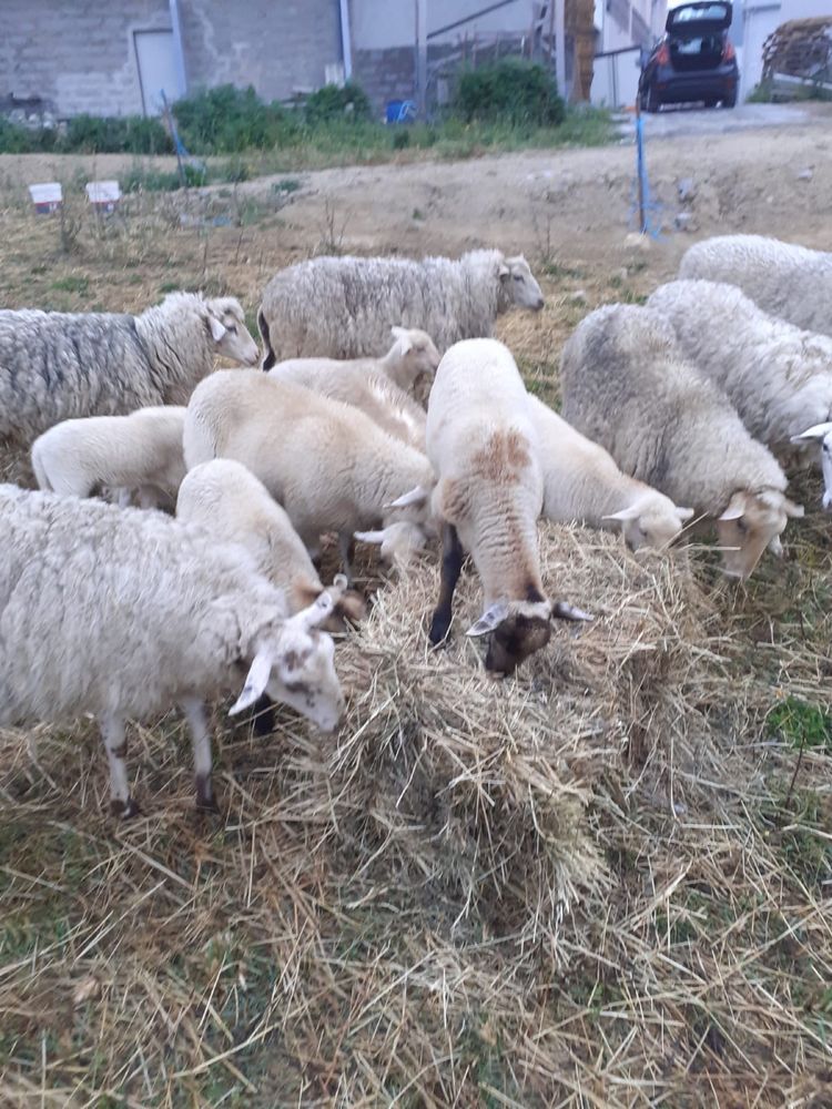 Ovelhas desde 50€