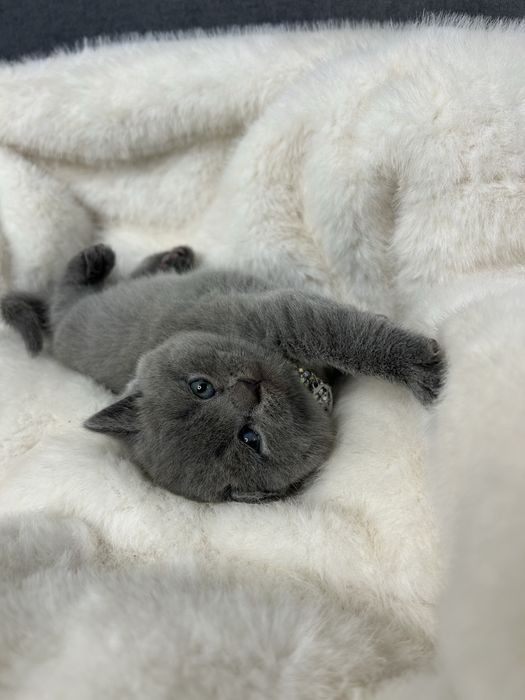 Британська плюшева прямоуха кішечка. Прямоуха кішечка.