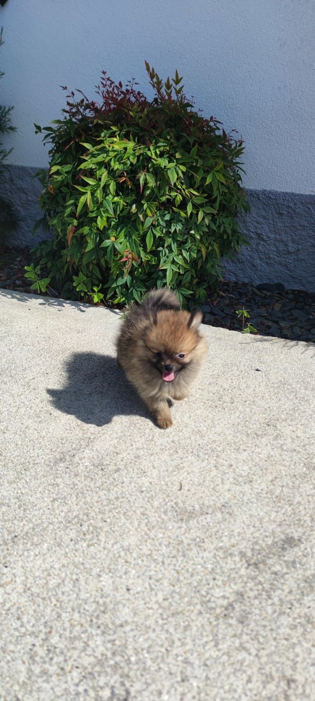 Lulu da Pomerânia (fêmea) disponível