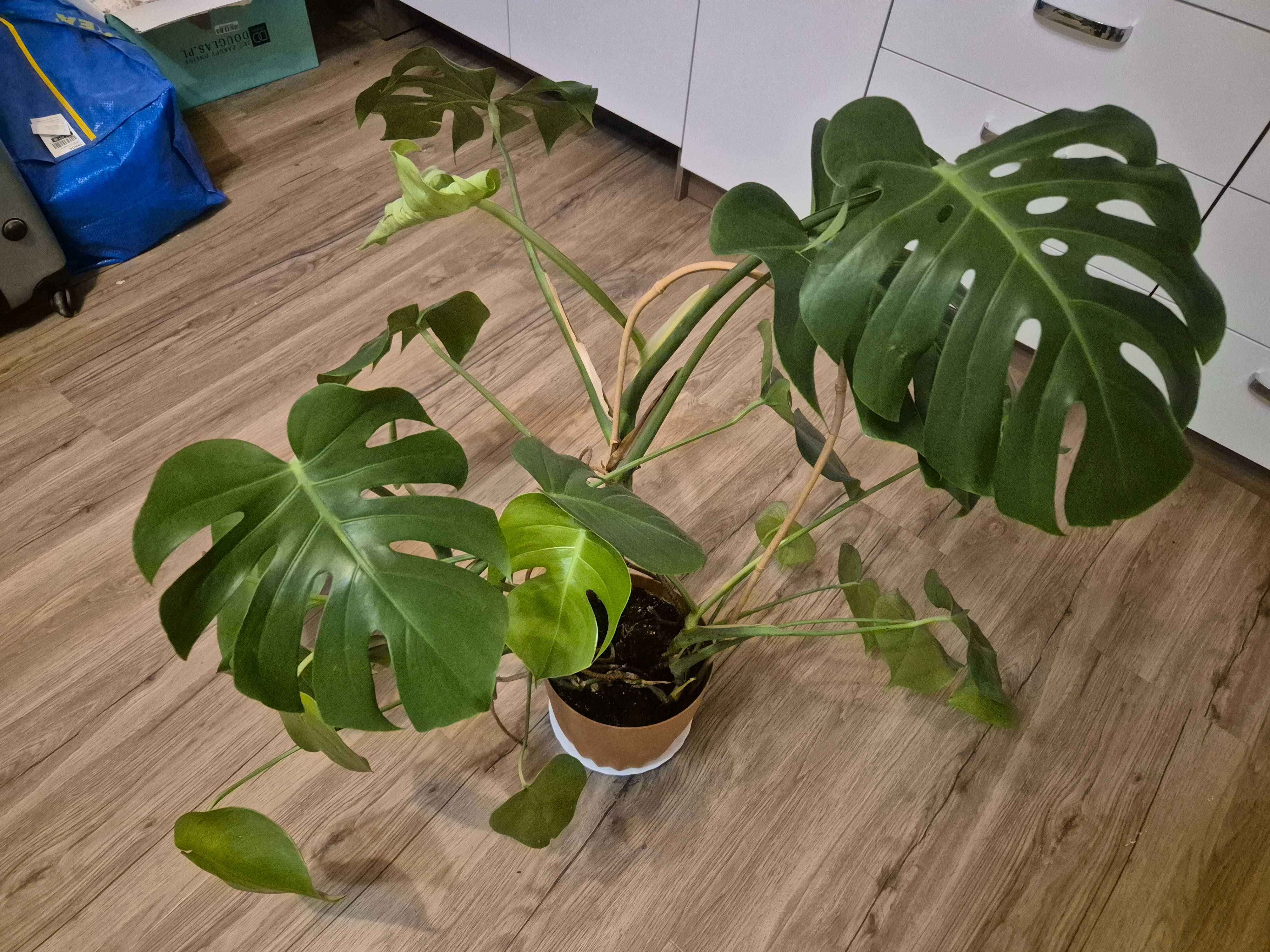 Monstera Dziurawa (Monstera deliciosa) duża (z doniczką)