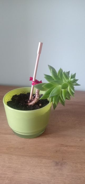 Oddam za darmo kwiat