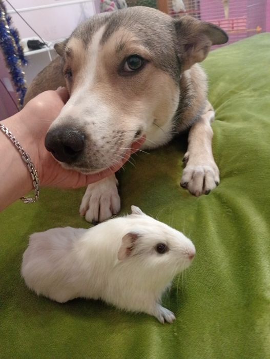 Загубився собака