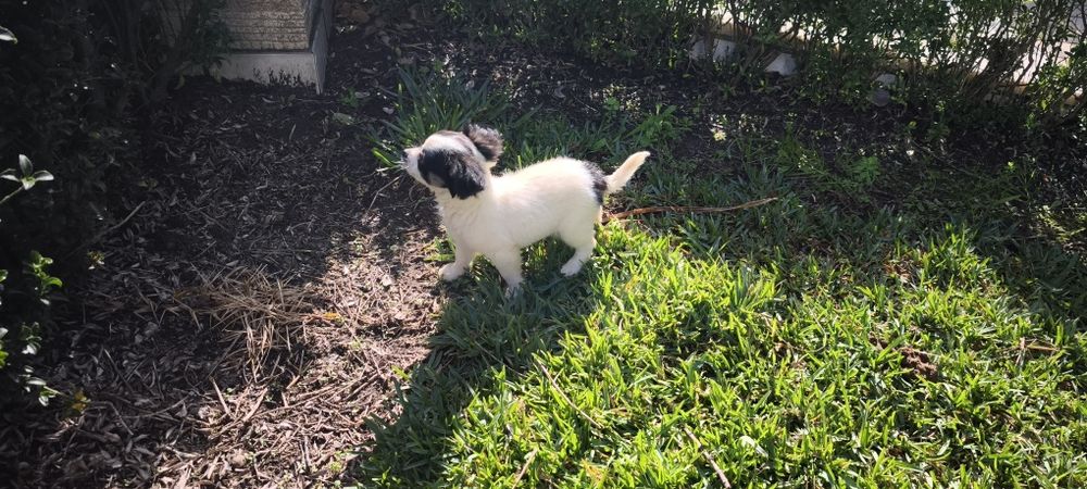 Chihuahua disponível para entrega imediata