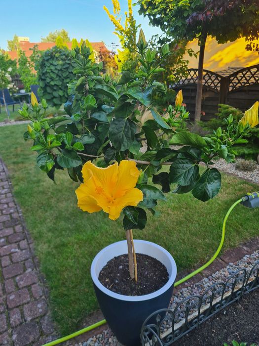 Usługi ogrodnicze/ zakres: doradztwo, pielęgnacja, utrzymanie ogrodów.