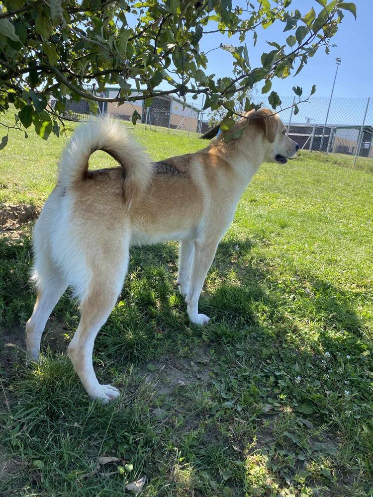 Cynia do adopcji
